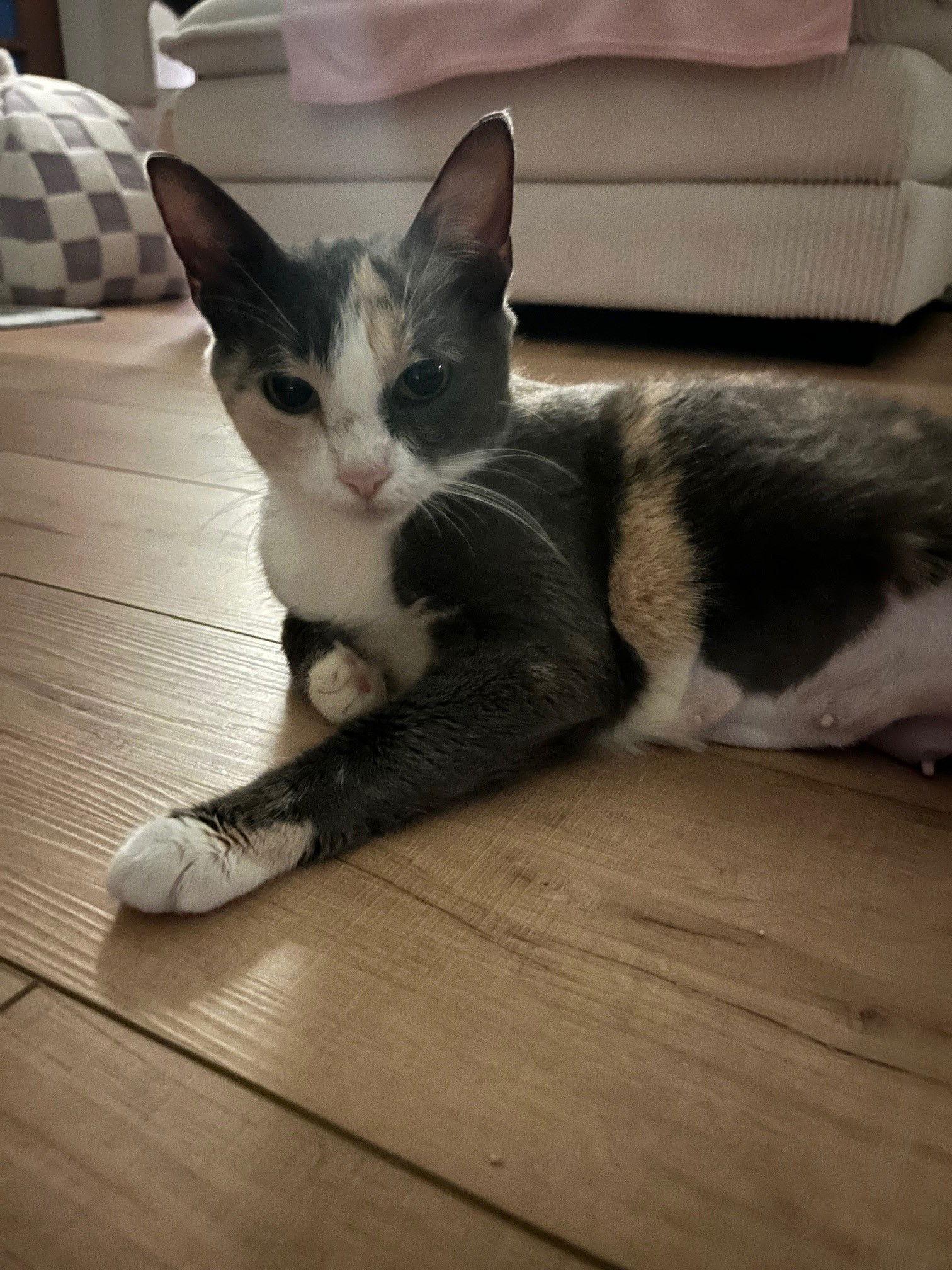 Opal, a Adoptable Calico in Orlando, FL image 3/3