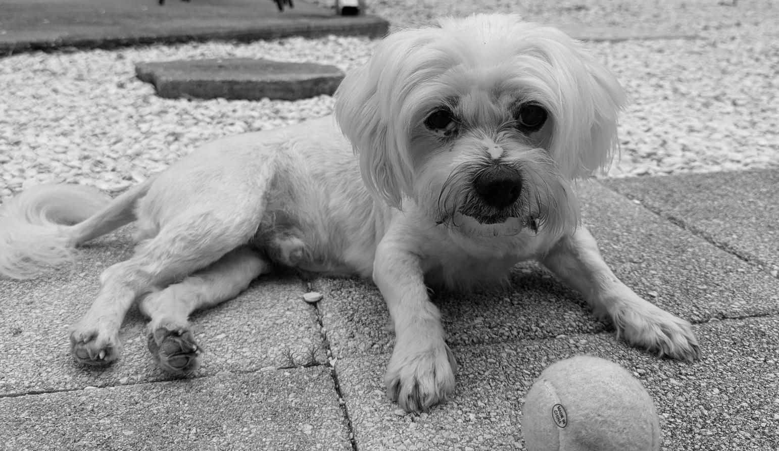 Enlarge Fluffy, a ADOPTABLE mixed breed in Bradenton, FL image 5/5