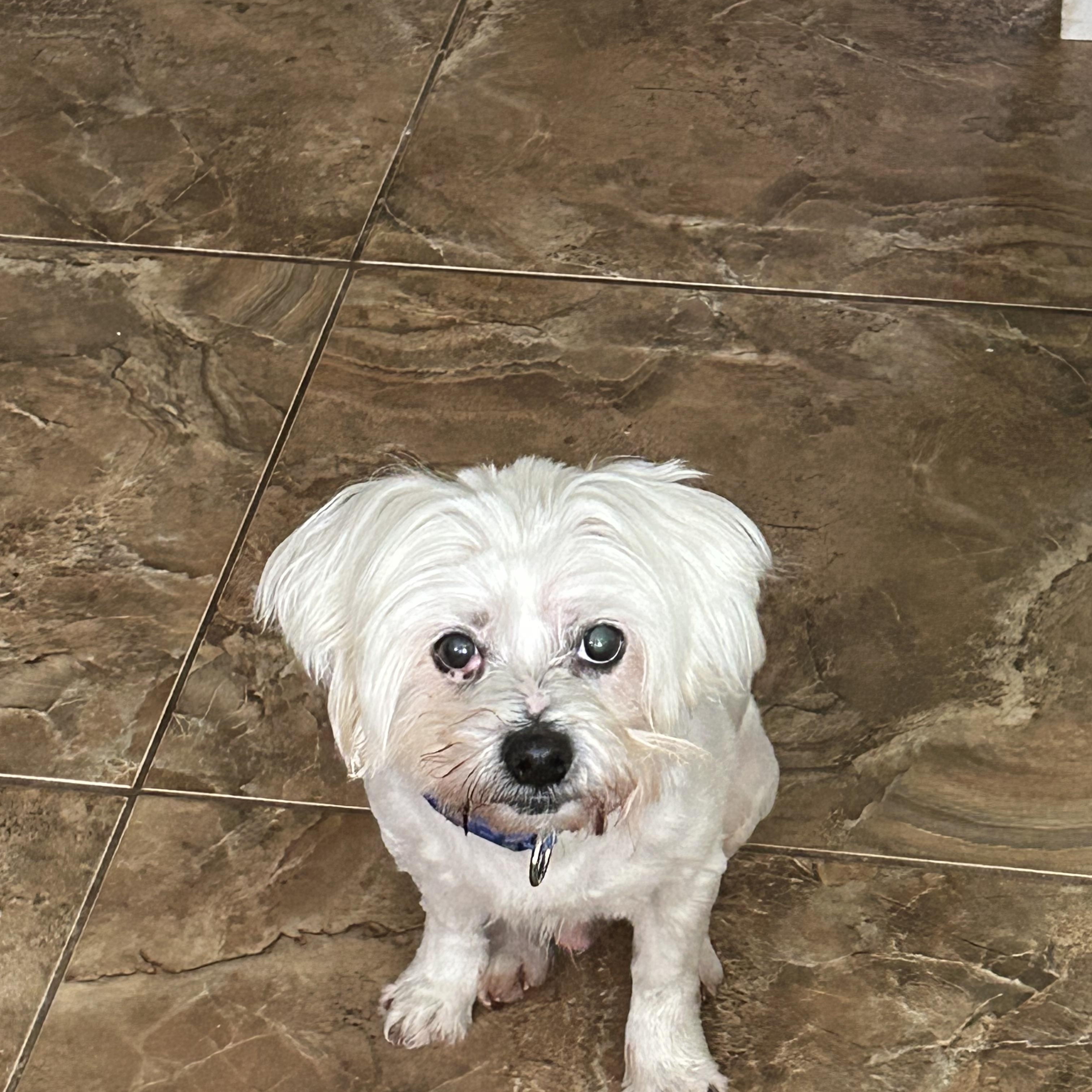Enlarge Fluffy, a ADOPTABLE mixed breed in Bradenton, FL image 3/5