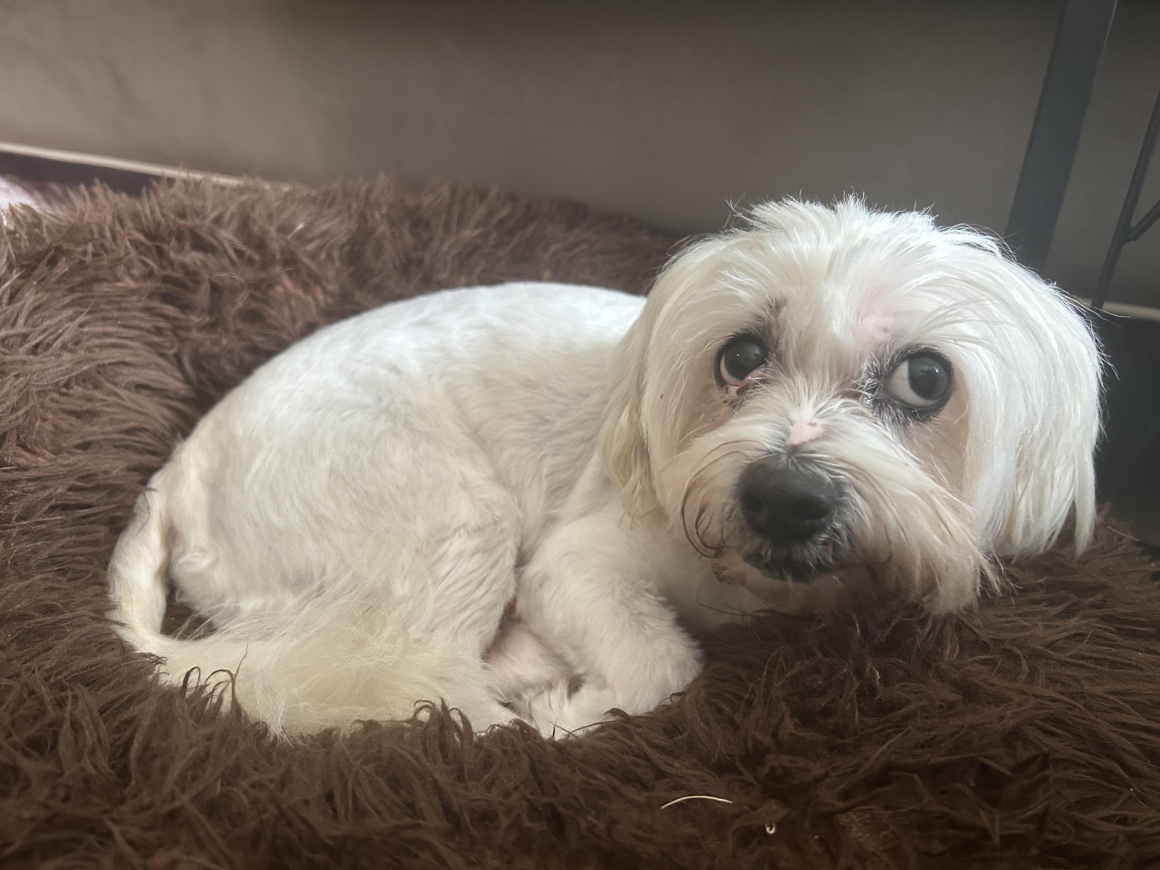 Enlarge Fluffy, a ADOPTABLE mixed breed in Bradenton, FL image 1/5