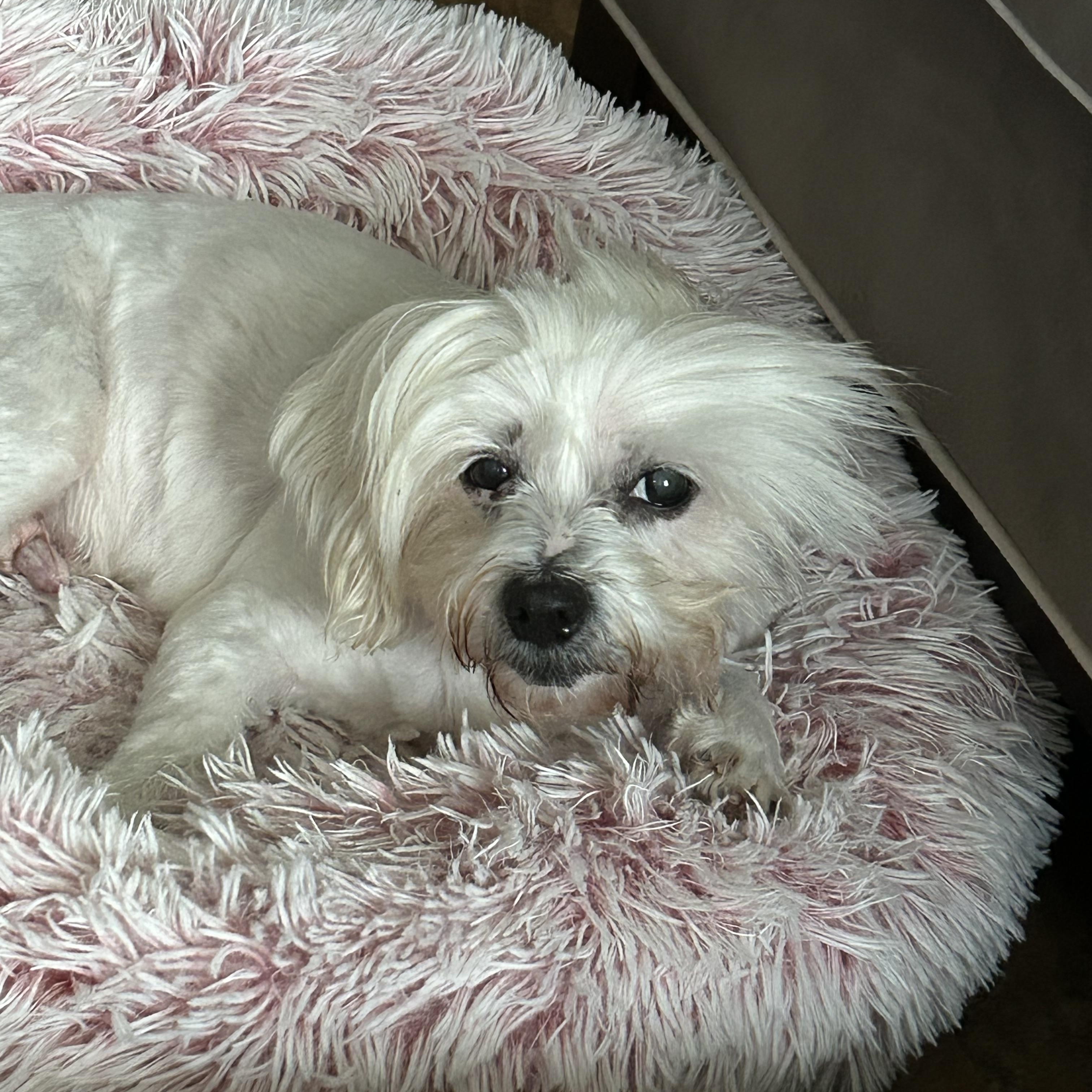 Enlarge Fluffy, a ADOPTABLE mixed breed in Bradenton, FL image 4/5