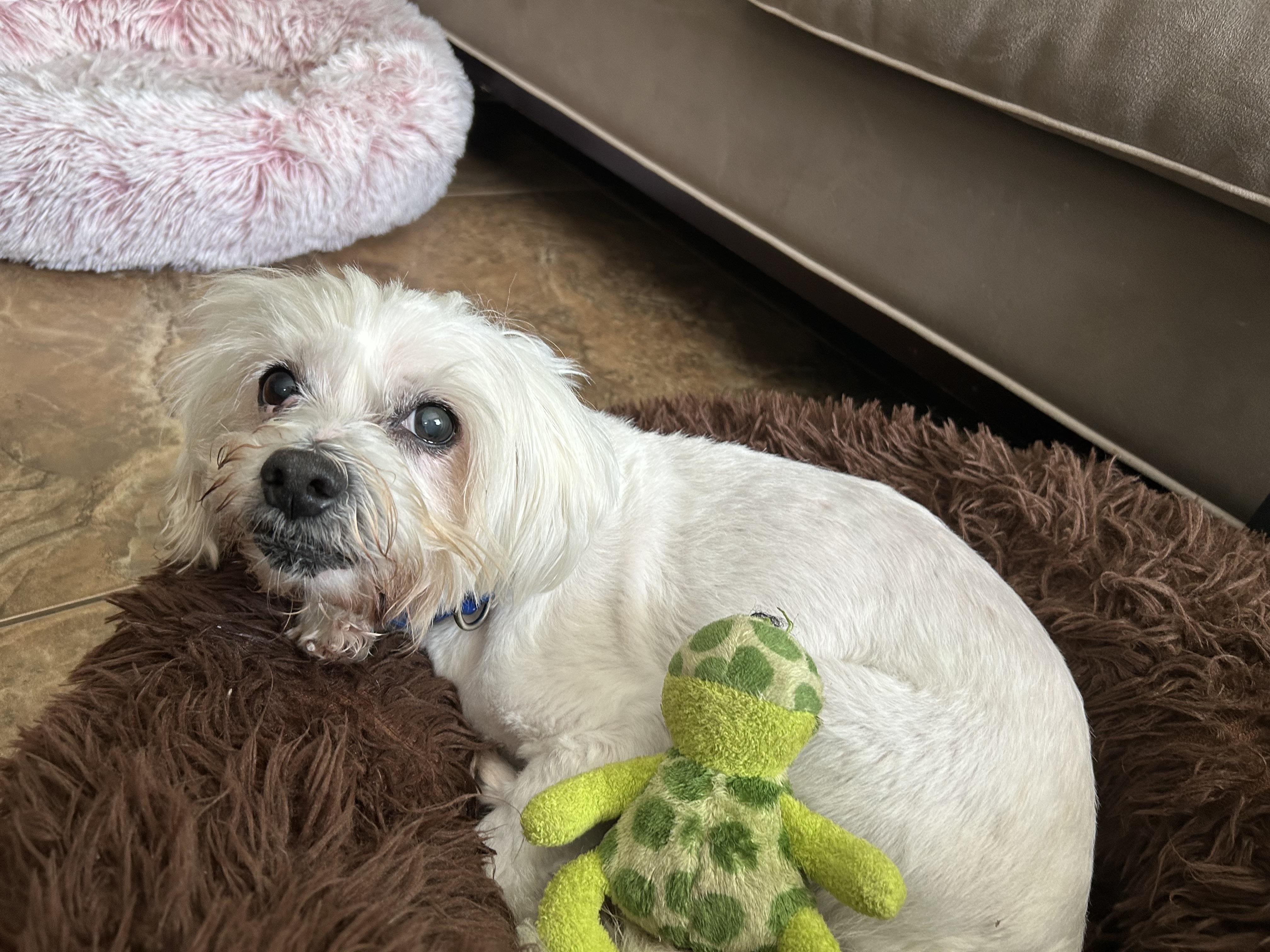 Enlarge Fluffy, a ADOPTABLE mixed breed in Bradenton, FL image 2/5