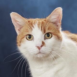 Enlarge Carlo, a Adoptable mixed breed in Chesapeake, VA image 1/3