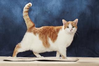 Enlarge Carlo, a Adoptable mixed breed in Chesapeake, VA image 2/3