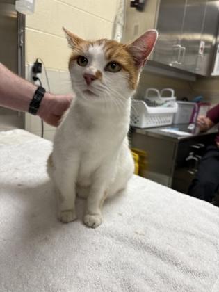 Enlarge Carlo, a Adoptable mixed breed in Chesapeake, VA image 3/3