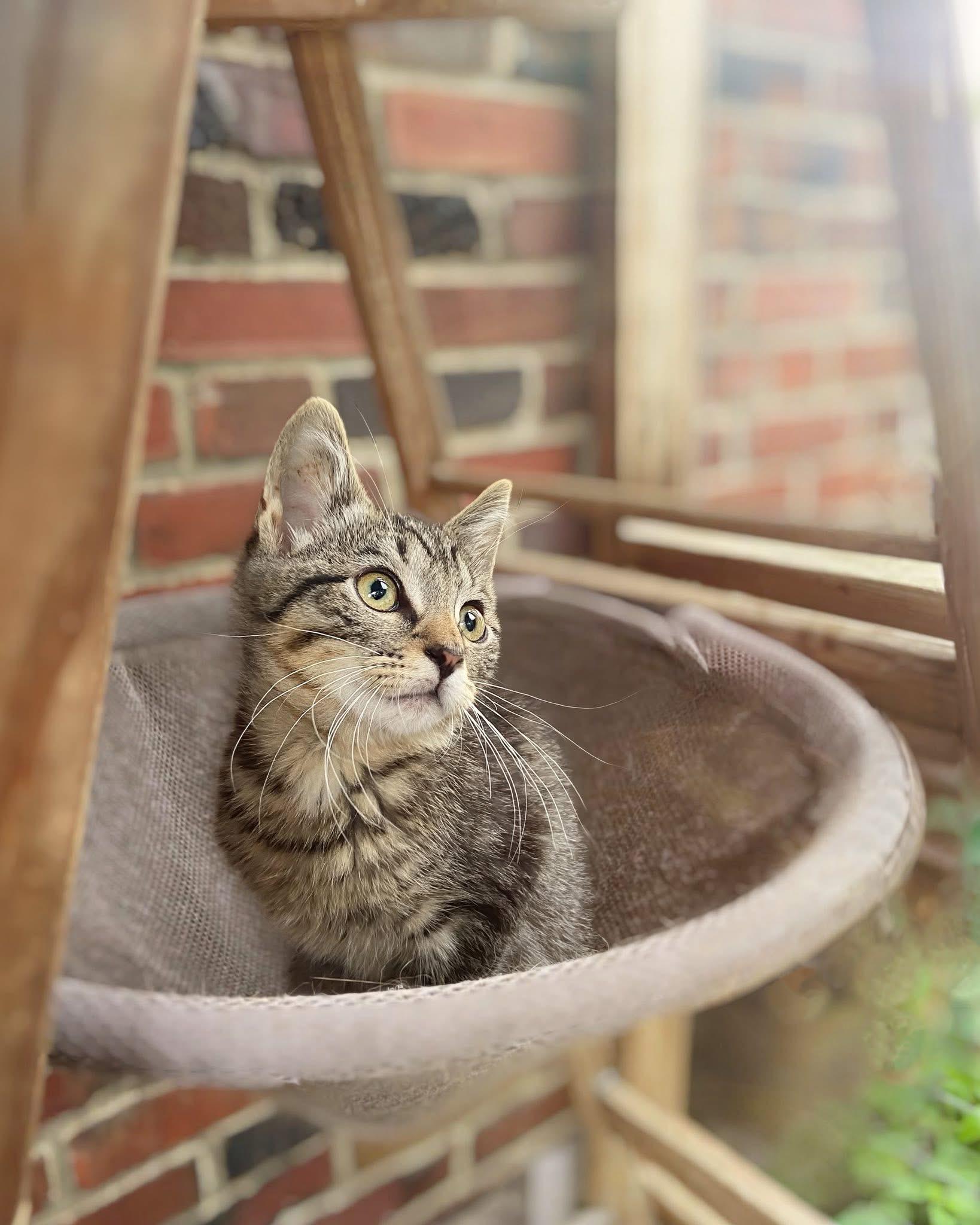 Enlarge Splinch, an adopted Domestic Short Hair in Reading, PA image 1/1