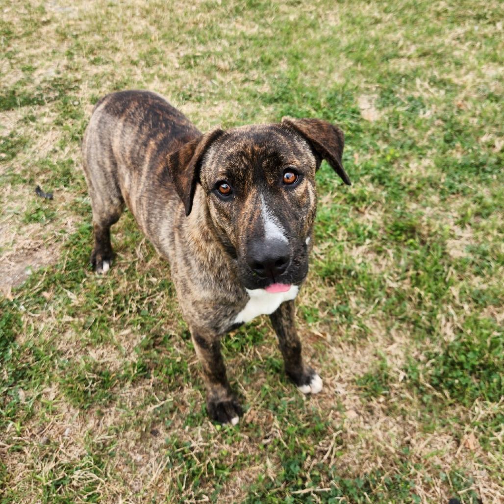 Enlarge Dorthy, a Adoptable Hound in Corpus Christi, TX image 1/6