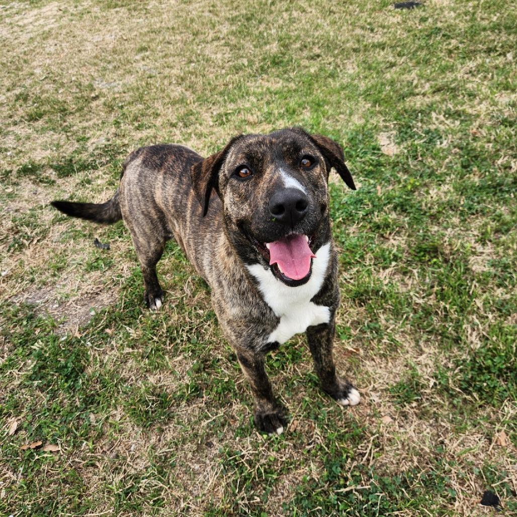 Enlarge Dorthy, a Adoptable Hound in Corpus Christi, TX image 2/6