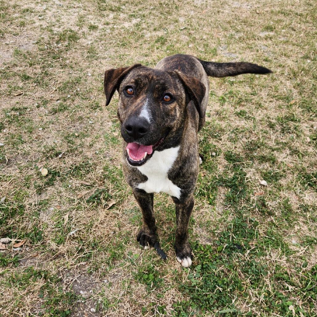 Enlarge Dorthy, a Adoptable Hound in Corpus Christi, TX image 3/6