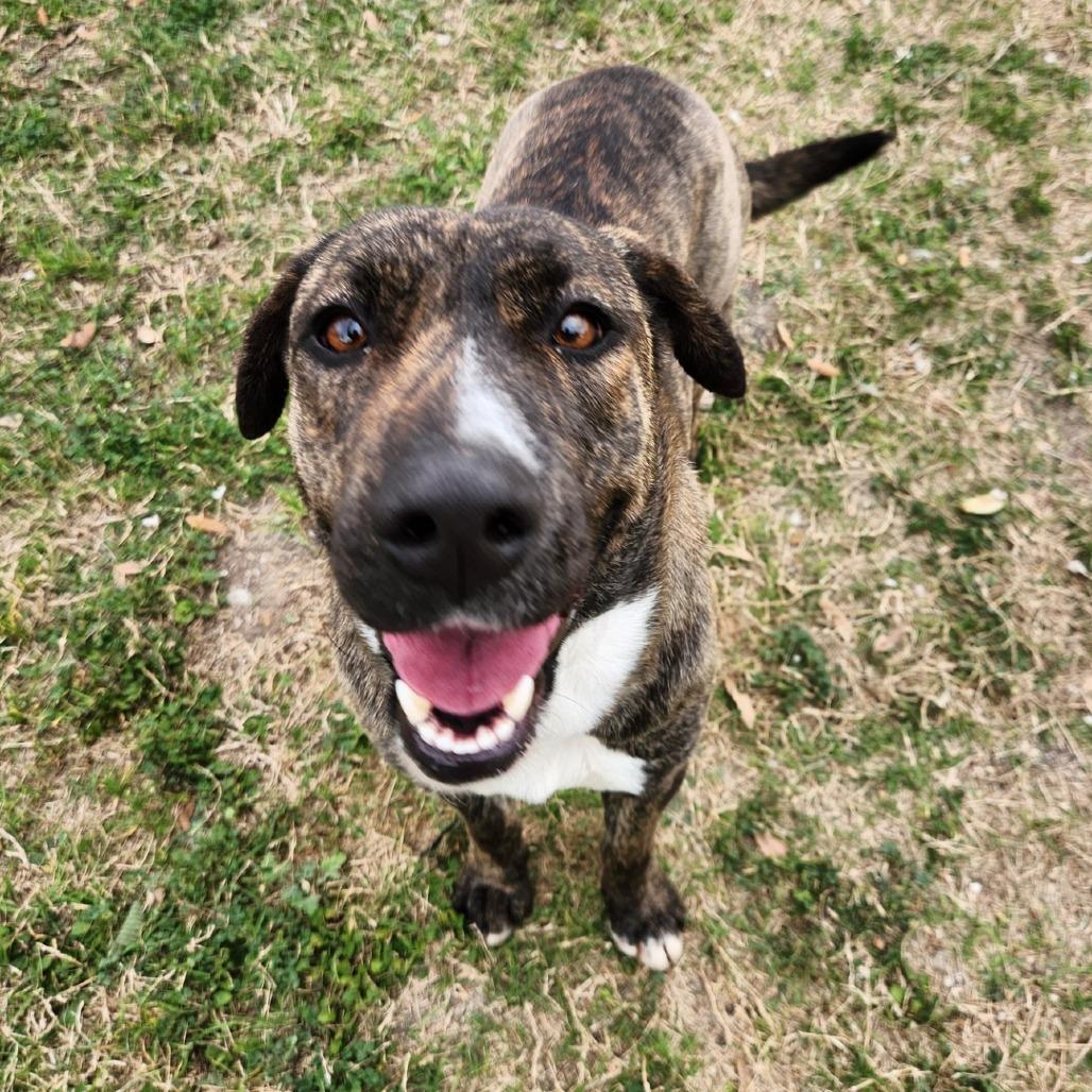Enlarge Dorthy, a Adoptable Hound in Corpus Christi, TX image 4/6