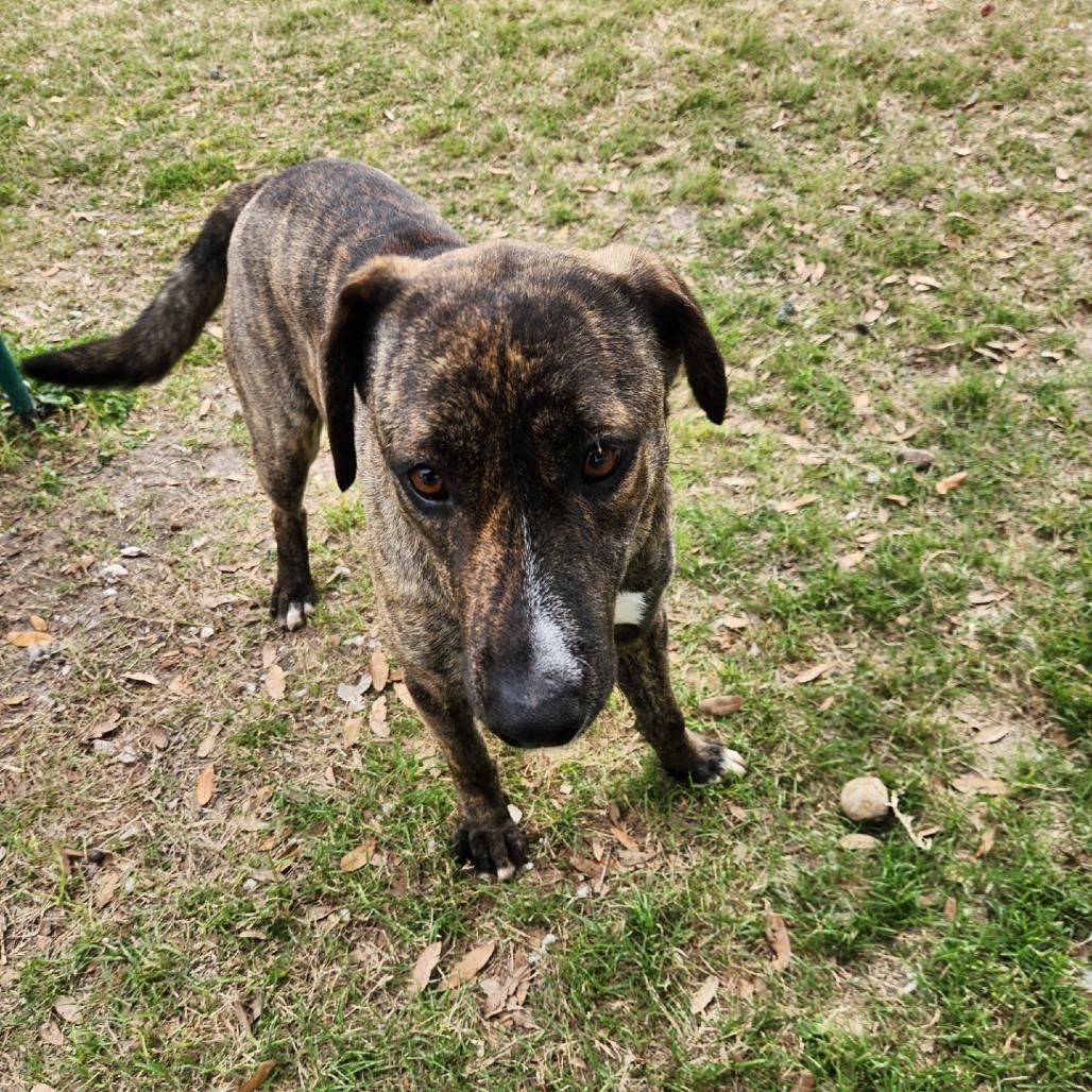 Enlarge Dorthy, a Adoptable Hound in Corpus Christi, TX image 5/6