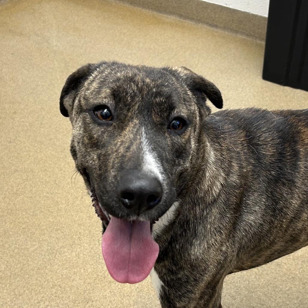 Enlarge Dorthy, a Adoptable Hound in Corpus Christi, TX image 6/6