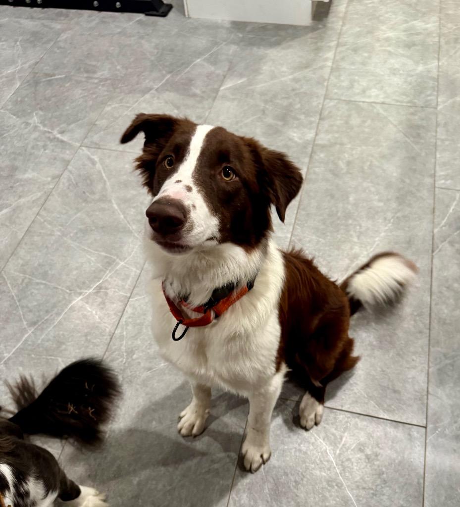 Enlarge Odie (78), a Adoptable Border Collie in The Woodlands, TX image 1/6