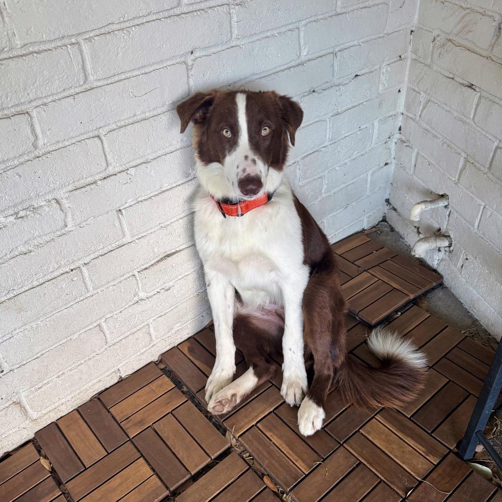 Enlarge Odie (78), a Adoptable Border Collie in The Woodlands, TX image 2/6