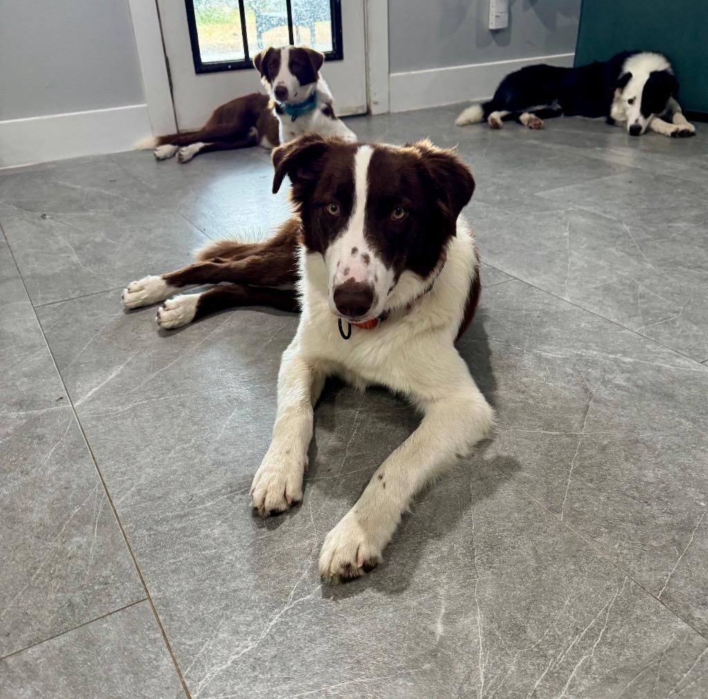 Enlarge Odie (78), a Adoptable Border Collie in The Woodlands, TX image 3/6