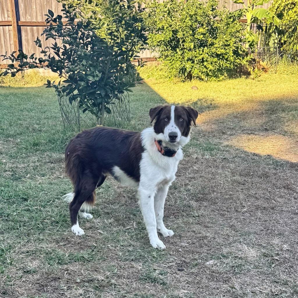 Enlarge Odie (78), a Adoptable Border Collie in The Woodlands, TX image 4/6