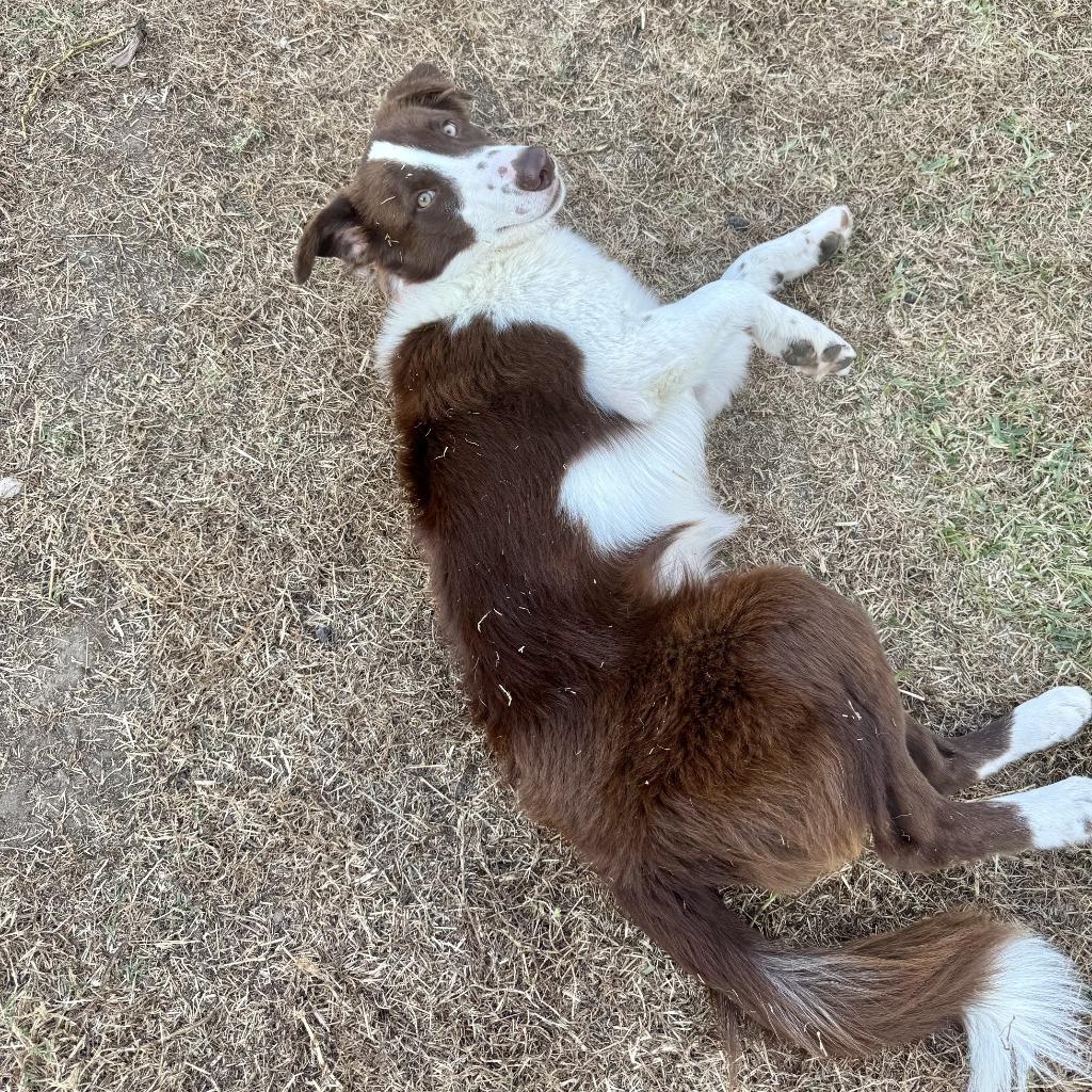 Odie (78) — thumbnail 5