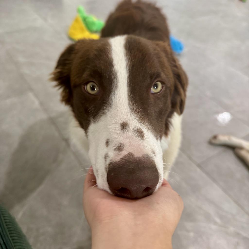 Enlarge Odie (78), a Adoptable Border Collie in The Woodlands, TX image 6/6