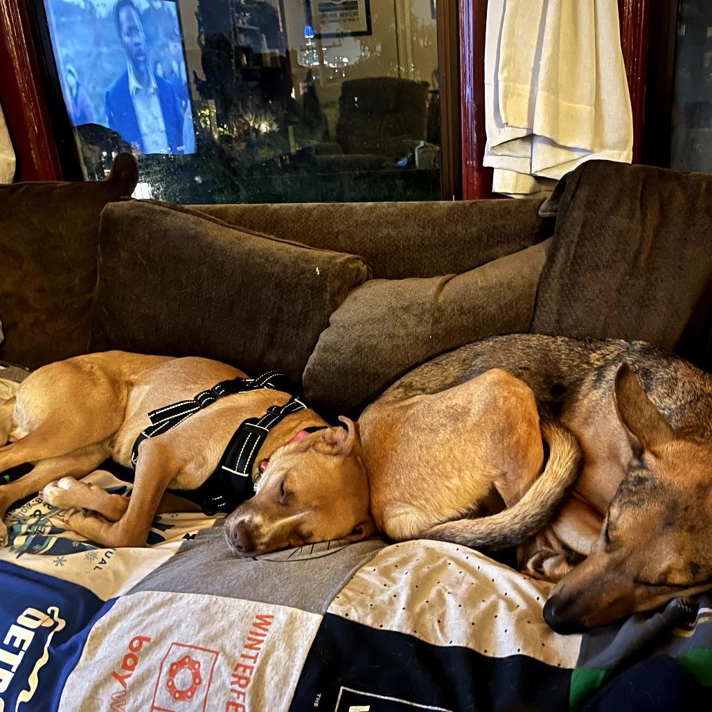 KASHA, Adoptable, Adult Female Pit Bull Terrier & Mixed Breed.