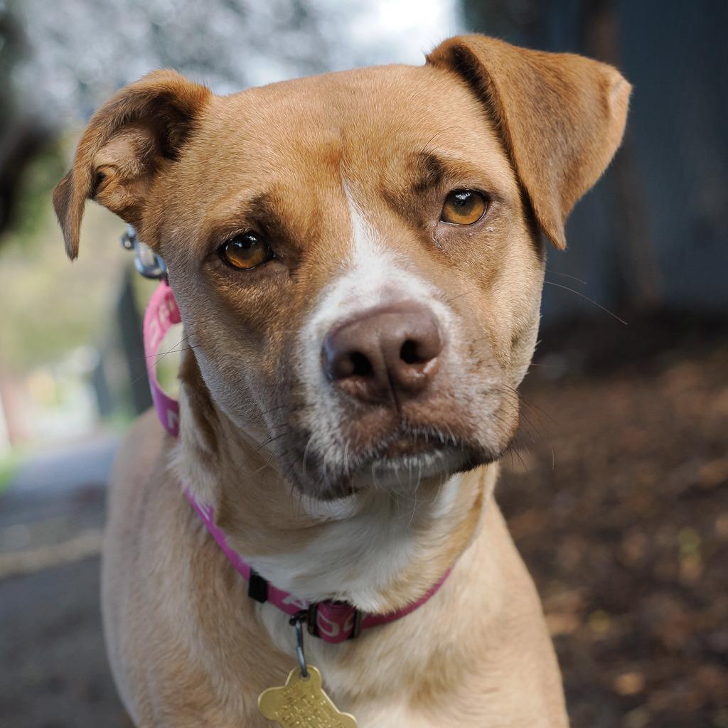 Enlarge KASHA, a Adoptable mixed breed in Point Richmond, CA image 1/6