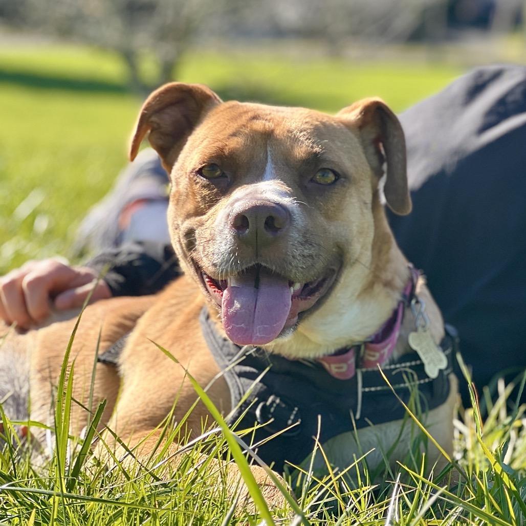 Enlarge KASHA, a Adoptable mixed breed in Point Richmond, CA image 2/6