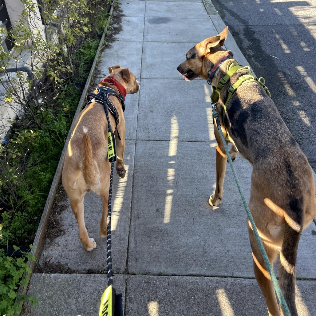Enlarge KASHA, a Adoptable mixed breed in Point Richmond, CA image 3/6