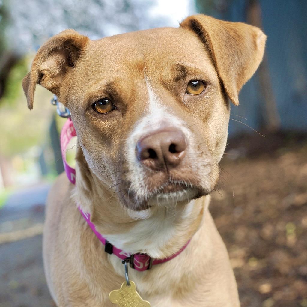Enlarge KASHA, a Adoptable mixed breed in Point Richmond, CA image 3/6