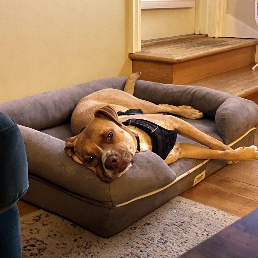 Enlarge KASHA, a Adoptable mixed breed in Point Richmond, CA image 4/6