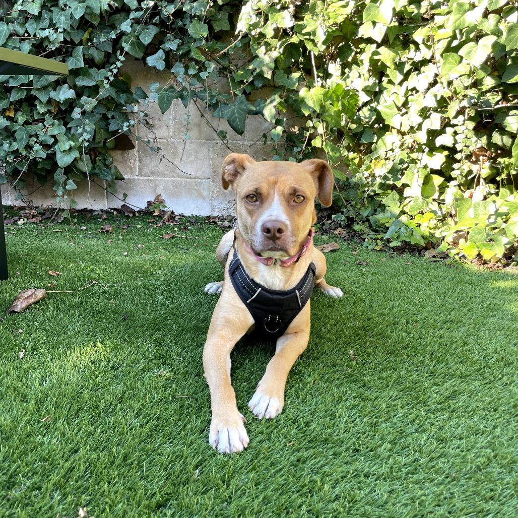 Enlarge KASHA, a Adoptable mixed breed in Point Richmond, CA image 5/6