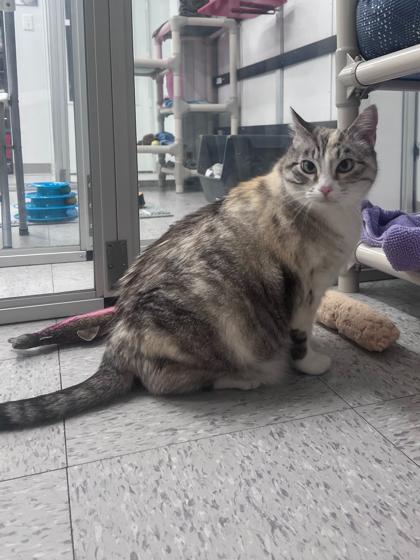 Holly — thumbnail 2