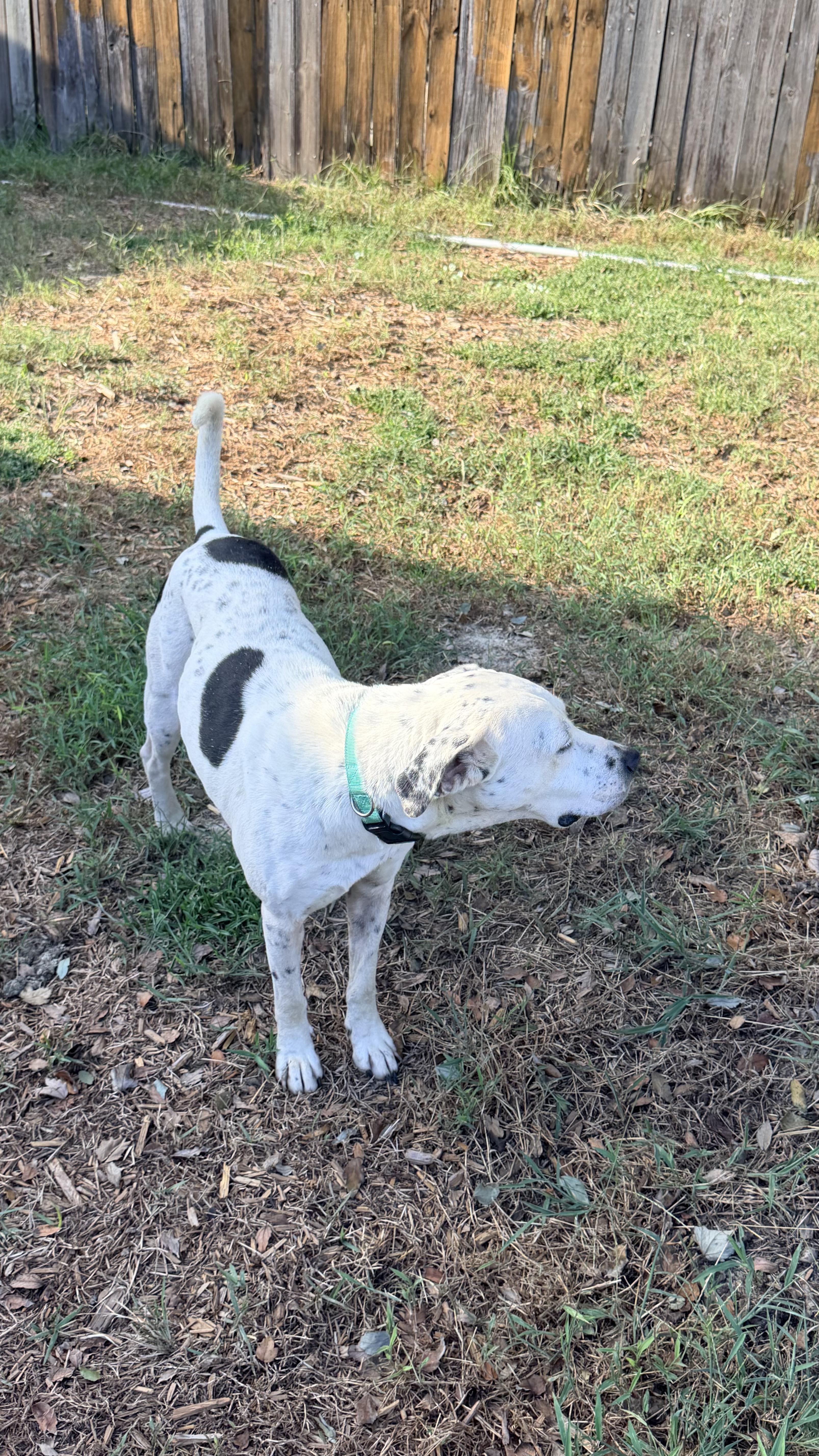 Enlarge Petra, a Adoptable mixed breed in Jacksonville, FL image 3/4