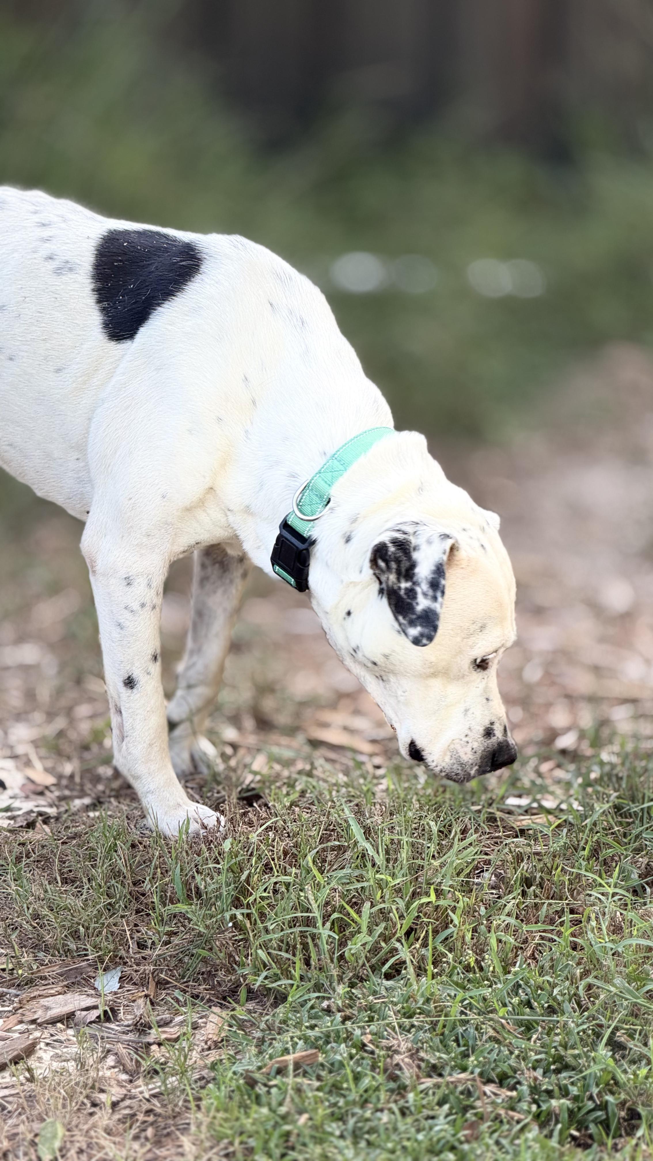 Enlarge Petra, a Adoptable mixed breed in Jacksonville, FL image 4/4