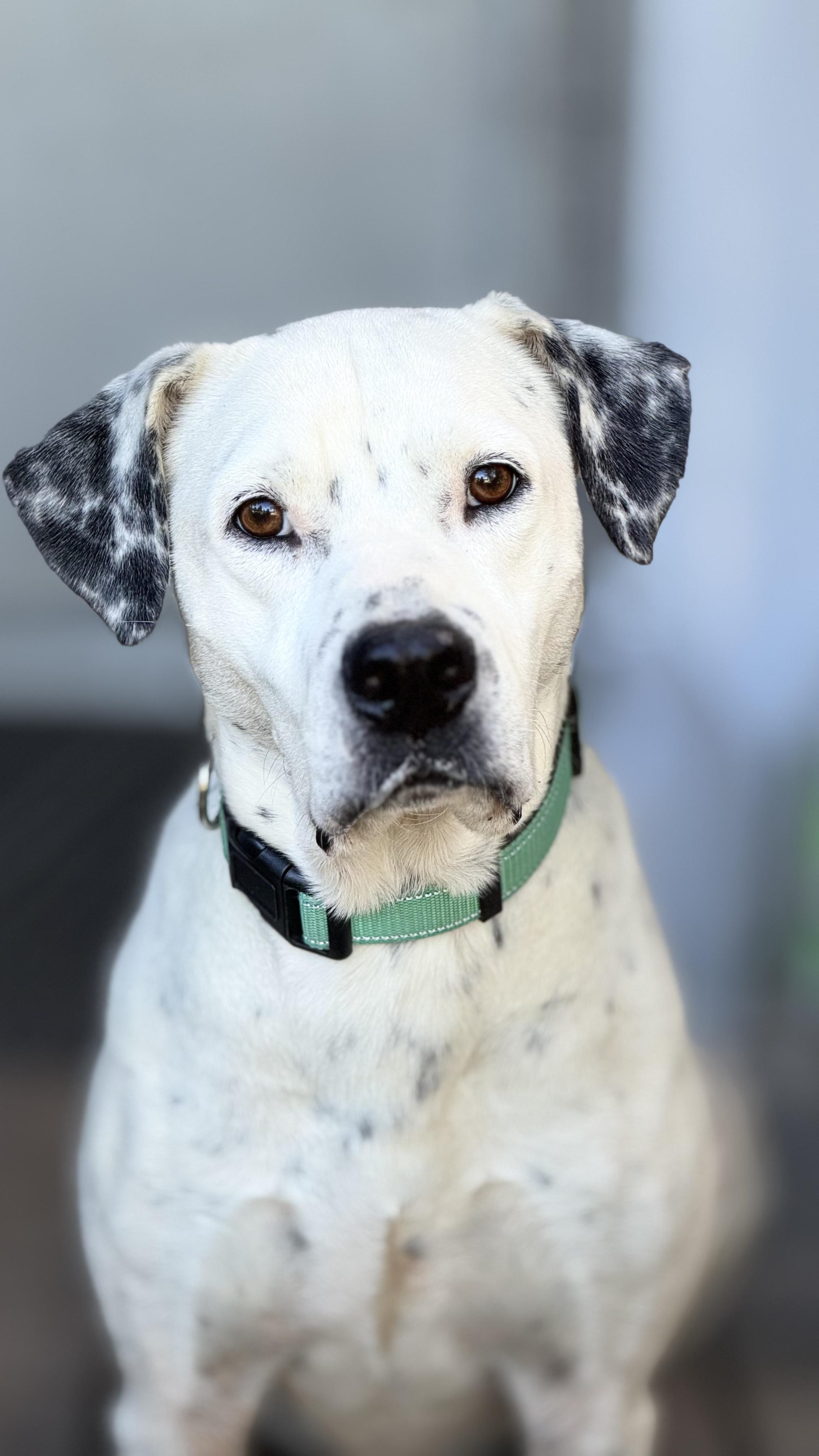 Petra, Adoptable, Adult Female Dalmatian & Pointer.