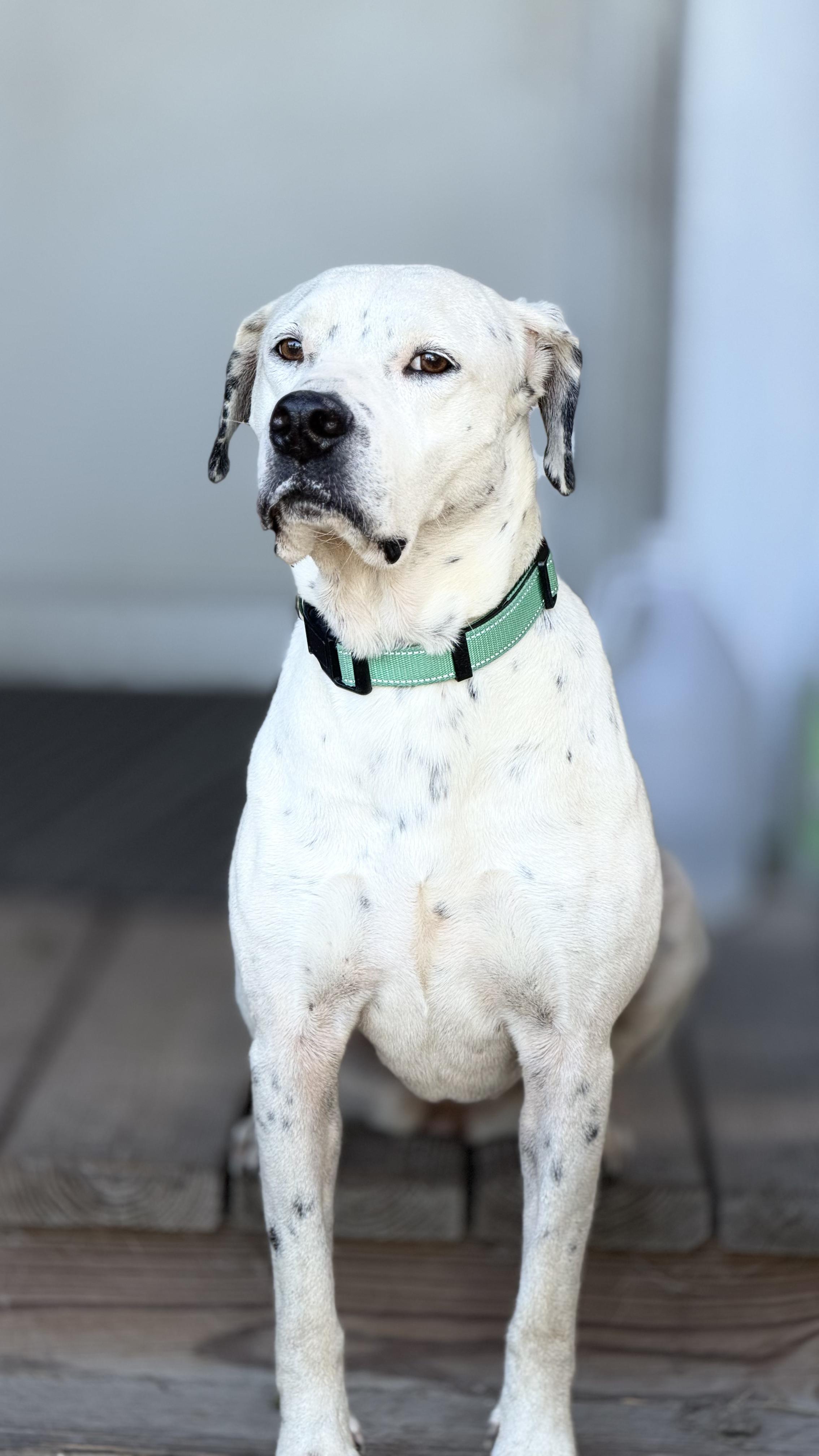 Enlarge Petra, a Adoptable mixed breed in Jacksonville, FL image 2/4