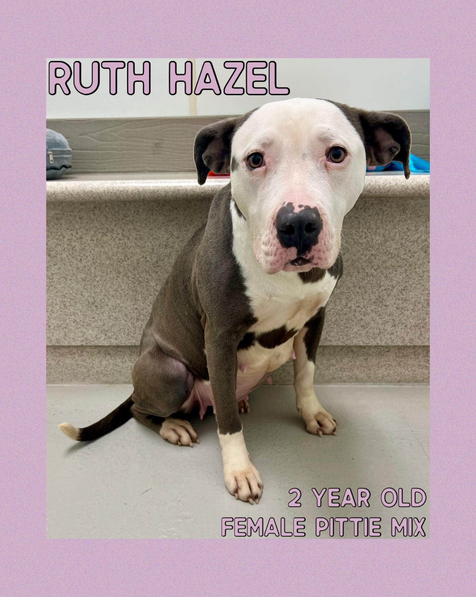 Enlarge Ruth Hazel, a ADOPTABLE mixed breed in Danville, IN image 1/4