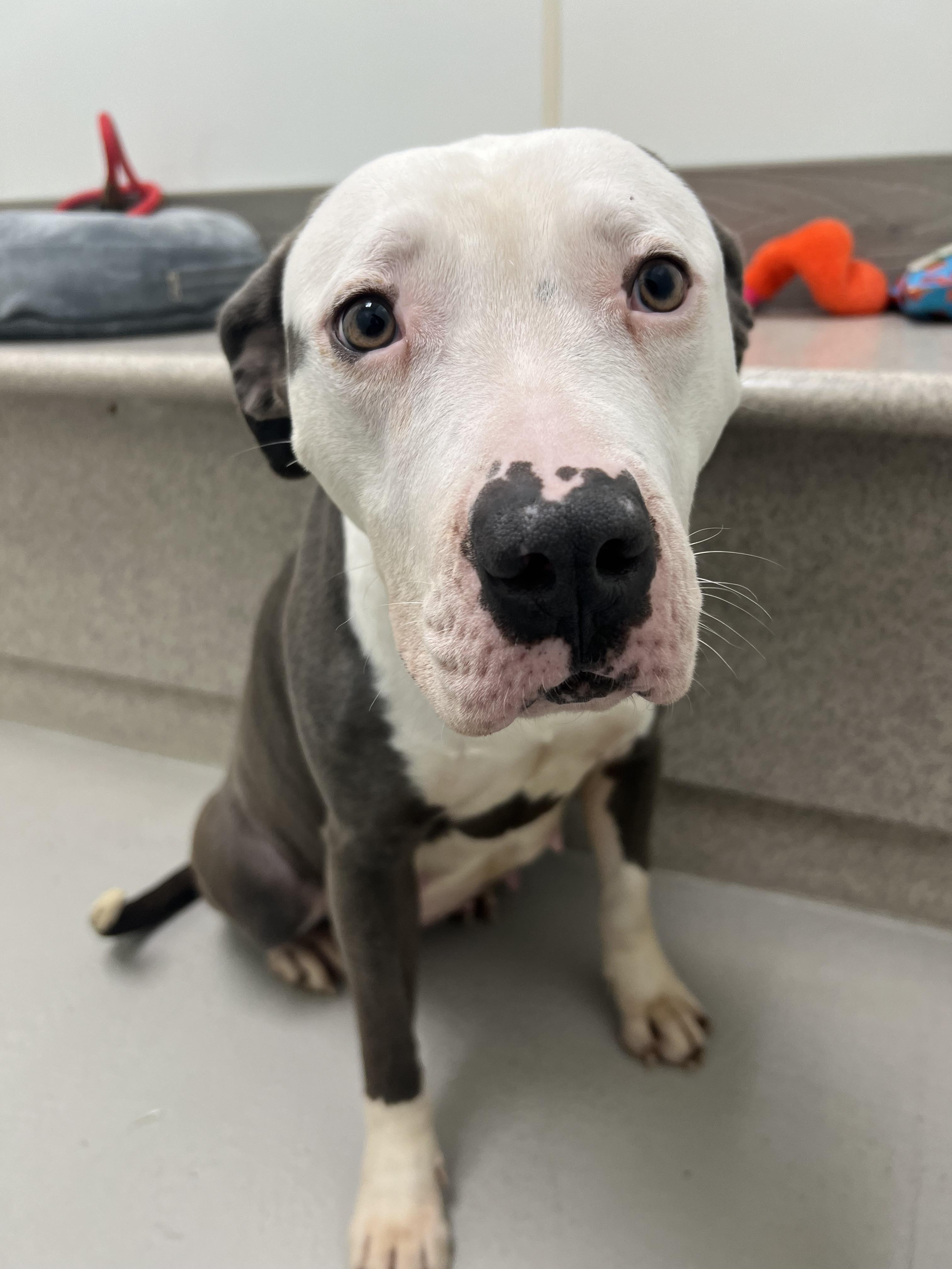 Enlarge Ruth Hazel, a ADOPTABLE mixed breed in Danville, IN image 2/4