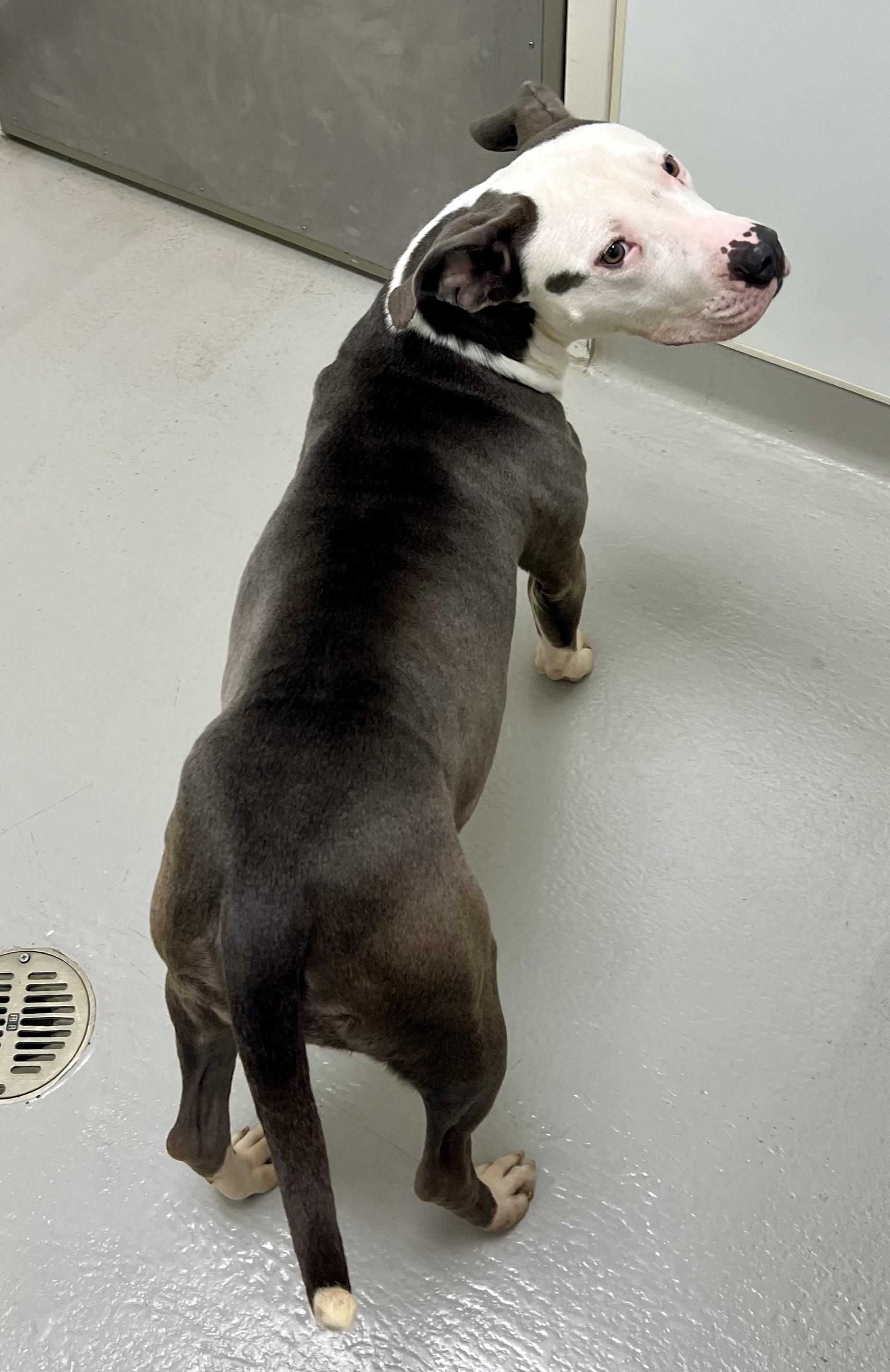 Enlarge Ruth Hazel, a ADOPTABLE mixed breed in Danville, IN image 3/4