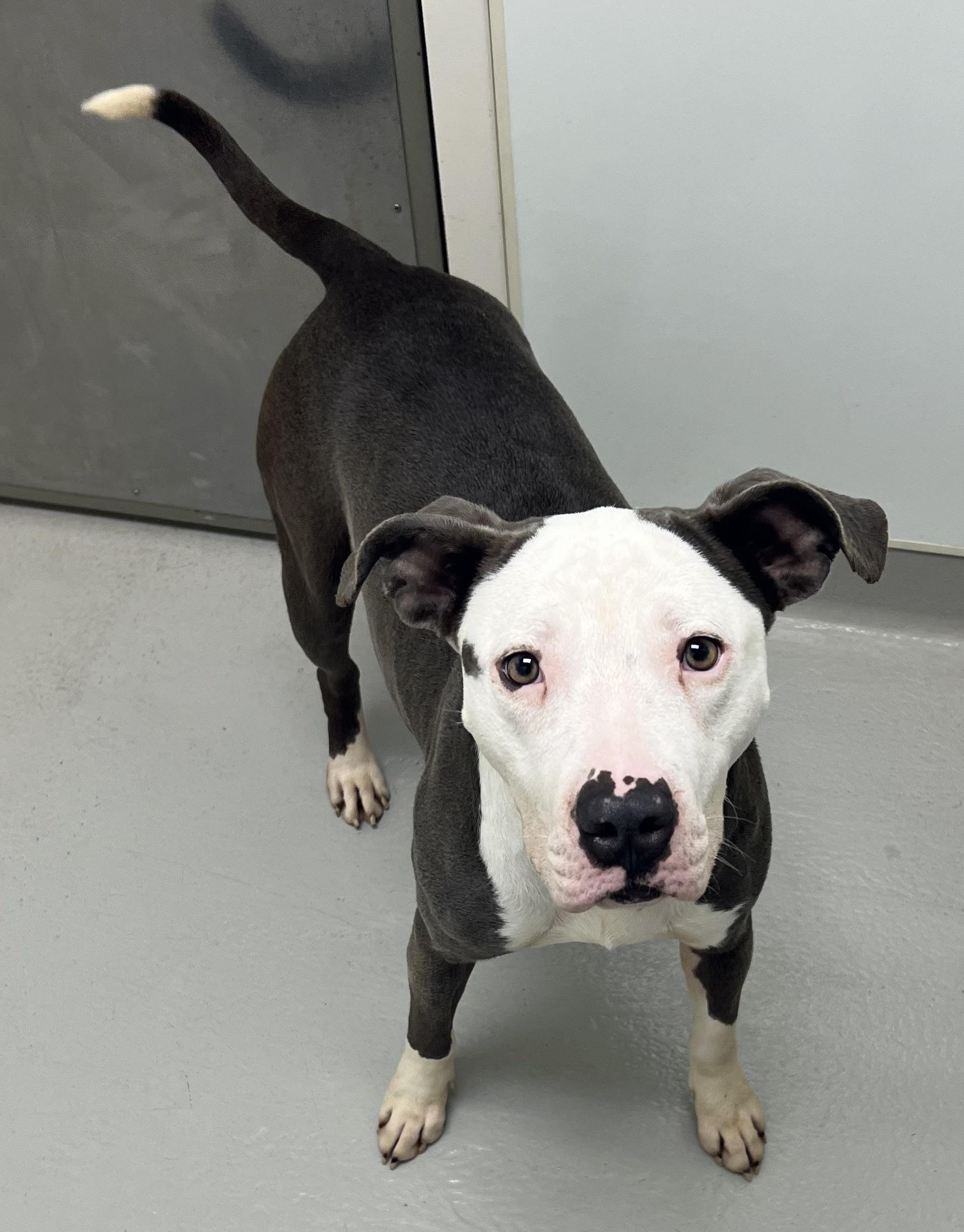 Enlarge Ruth Hazel, a ADOPTABLE mixed breed in Danville, IN image 4/4