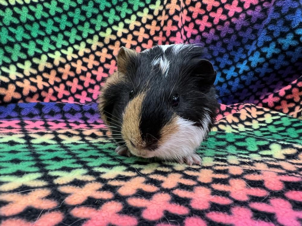 Stilton (bonded to Cabecou), a Adoptable Guinea Pig in San Diego, CA image 1/3