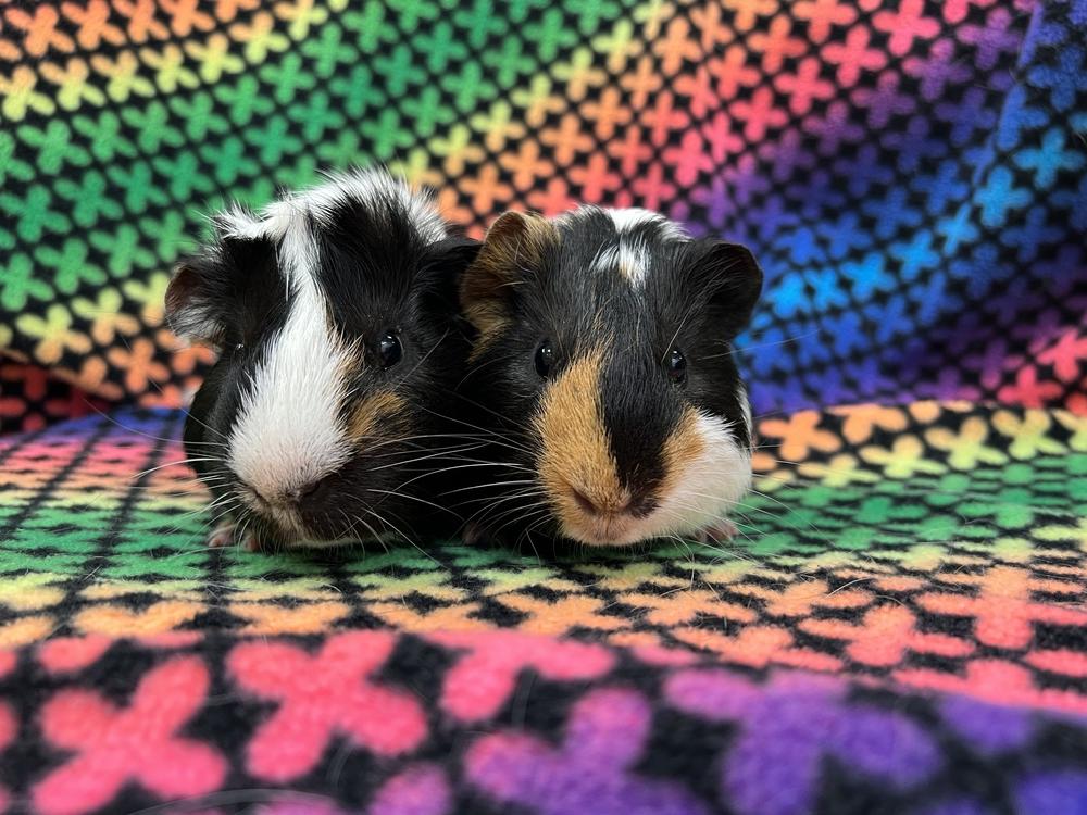 Stilton (bonded to Cabecou), a Adoptable Guinea Pig in San Diego, CA image 2/3