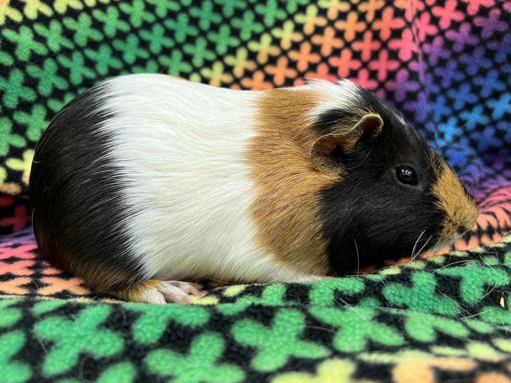 Stilton (bonded to Cabecou), a Adoptable Guinea Pig in San Diego, CA image 3/3