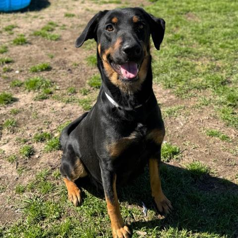NATALIA, Adoptable, Adult Female Rottweiler & Labrador Retriever.