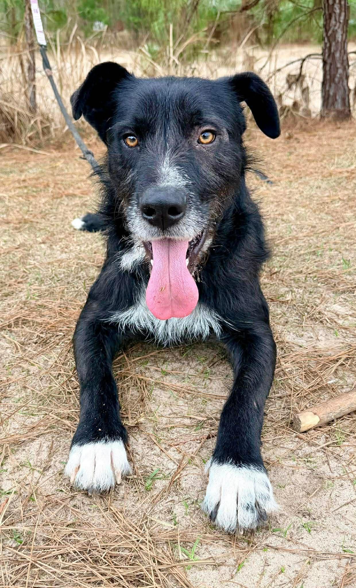 Shakespeare , Adoptable, Young Male Labrador Retriever.