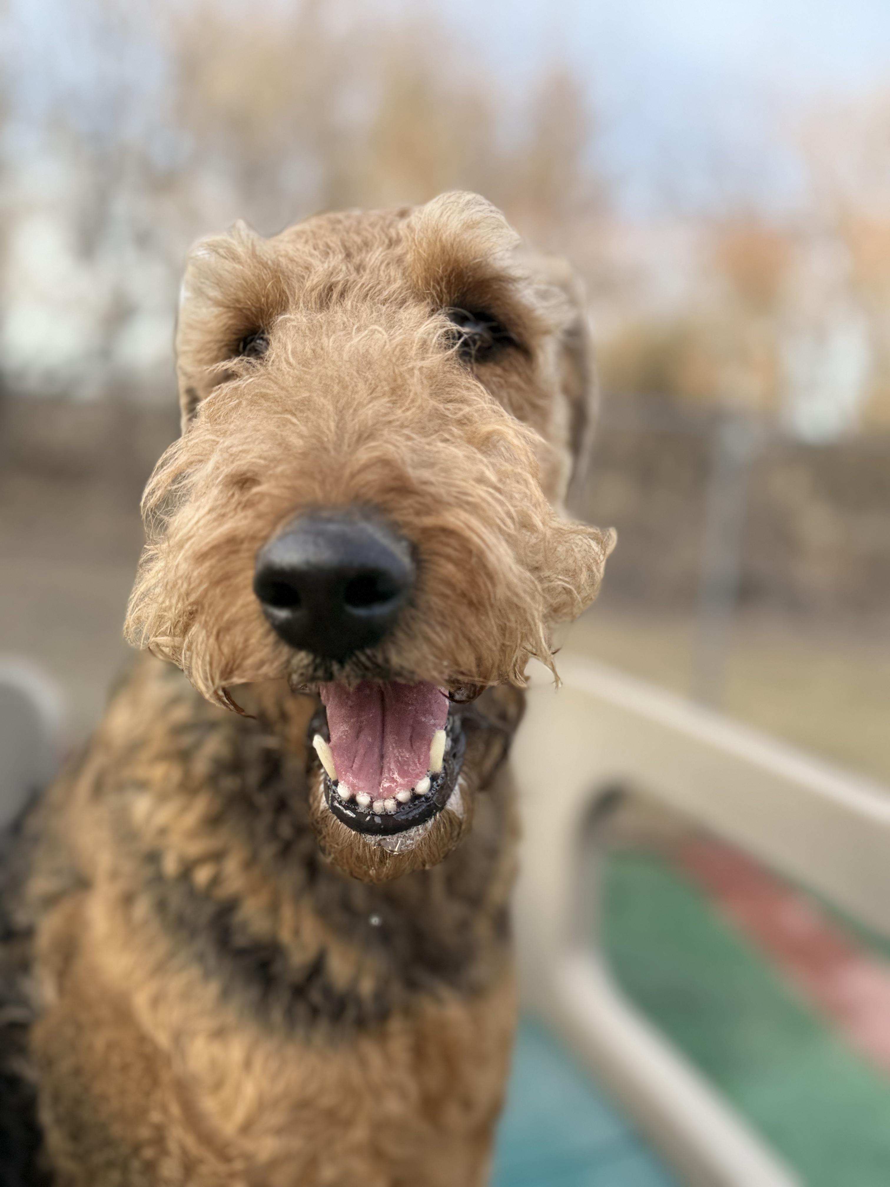 Enlarge Dory, an adopted Airedale Terrier in Shawano, WI image 1/3