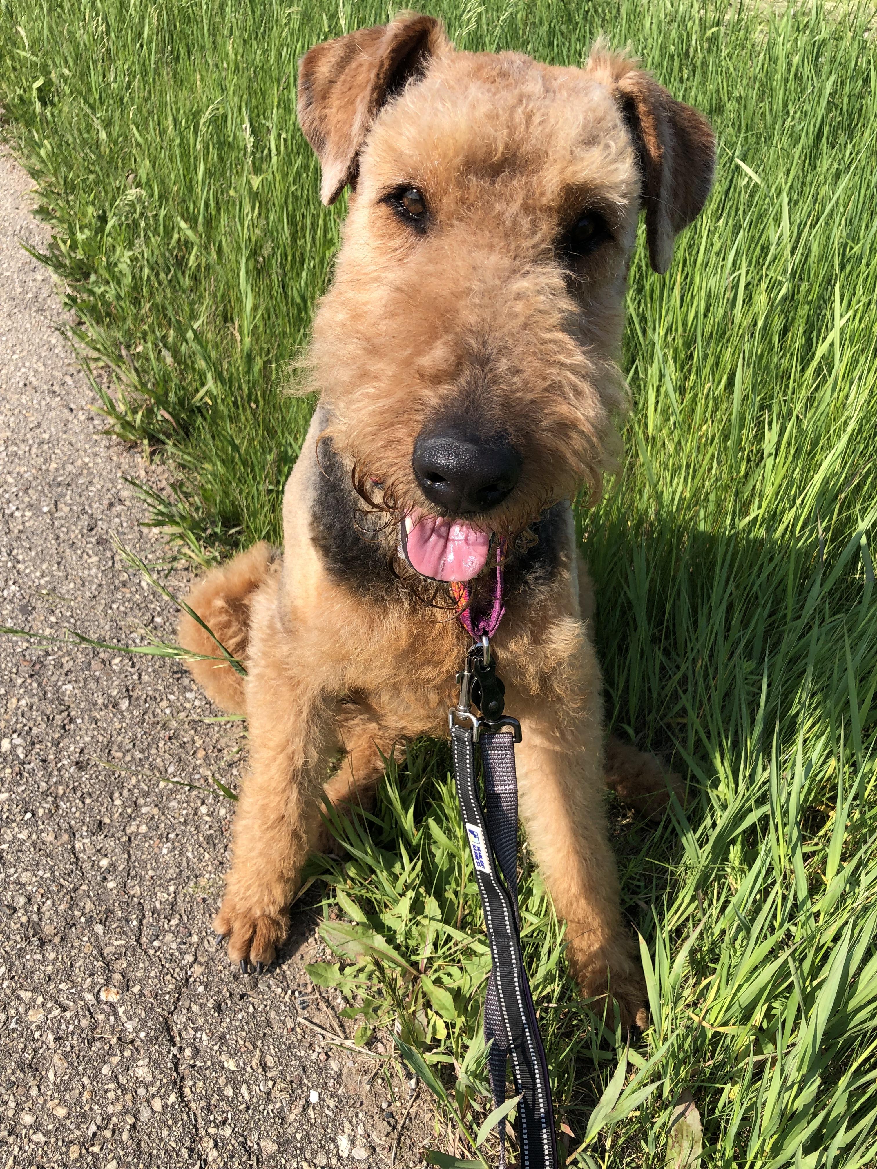Enlarge Dory, an adopted Airedale Terrier in Shawano, WI image 2/3