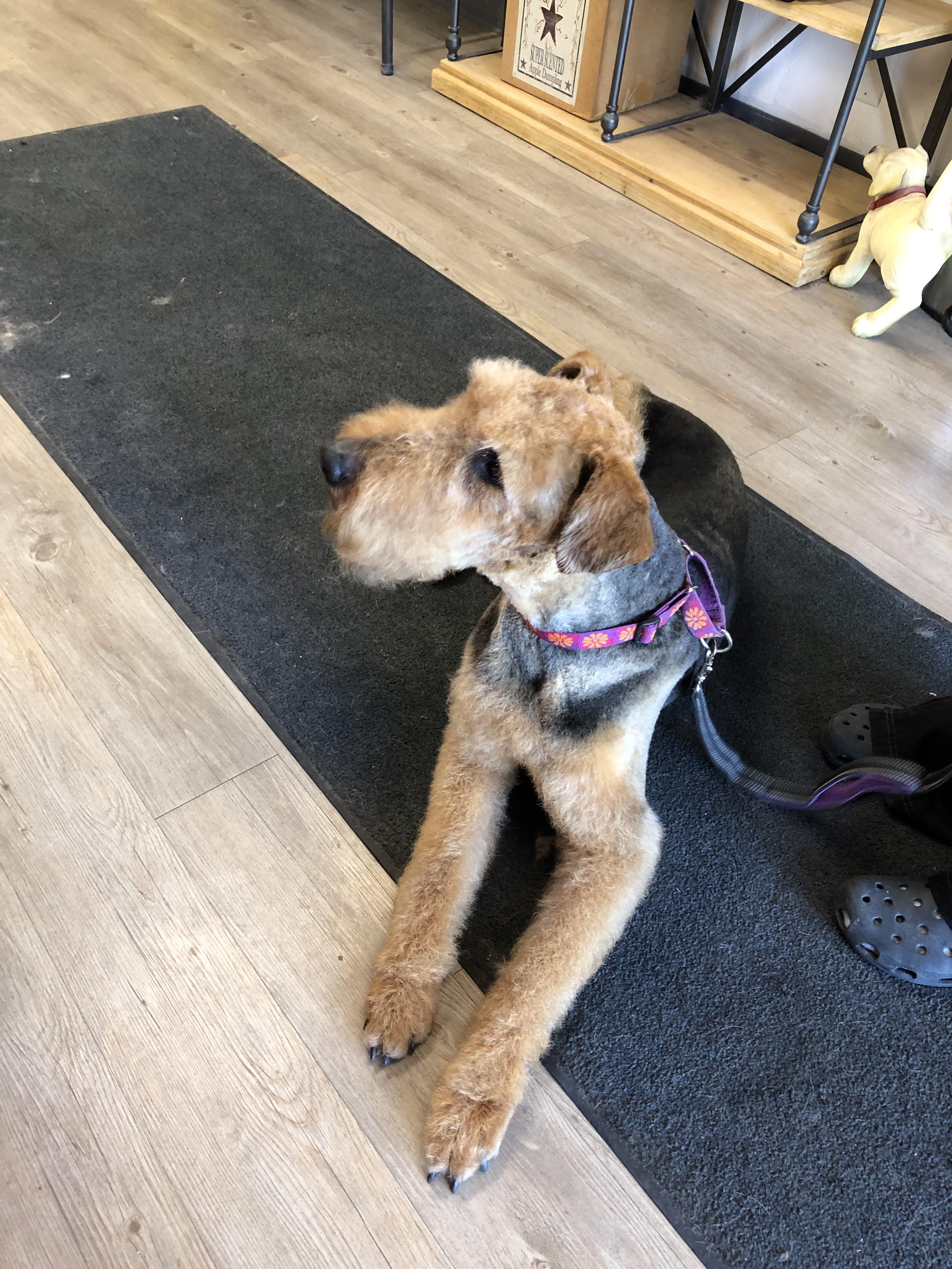 Enlarge Dory, an adopted Airedale Terrier in Shawano, WI image 3/3