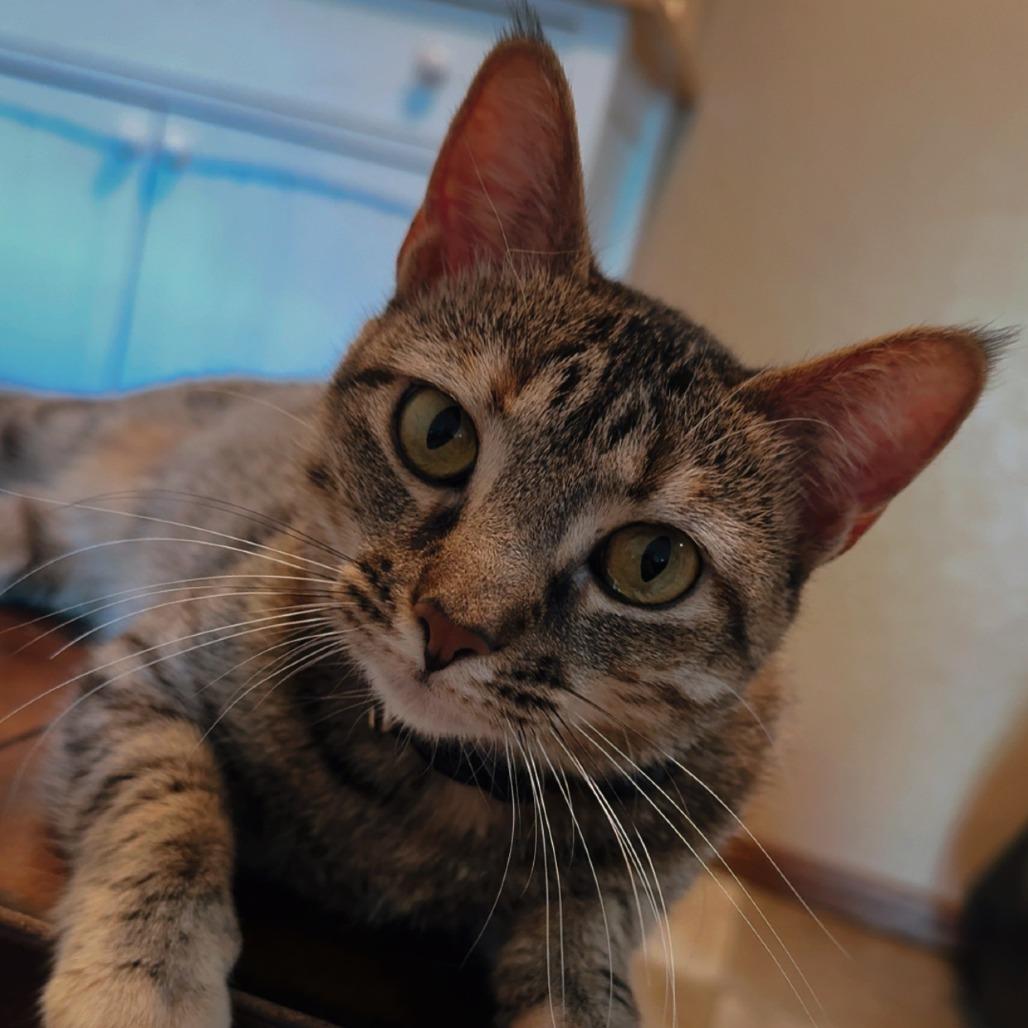 Chicken, Adoptable, Adult Female Domestic Short Hair & Mixed Breed.