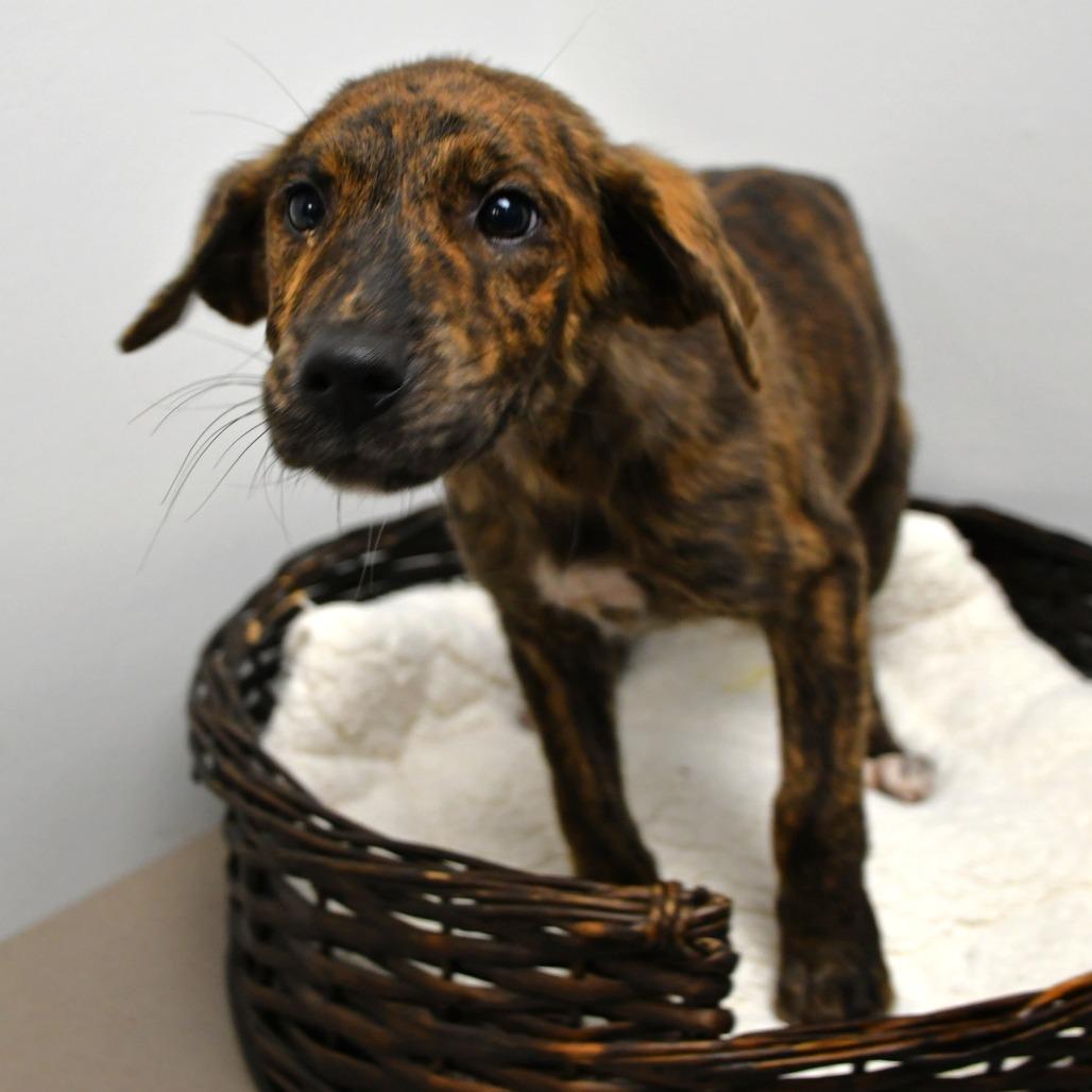 Jenelle, Adoptable, Puppy Female Mountain Cur.