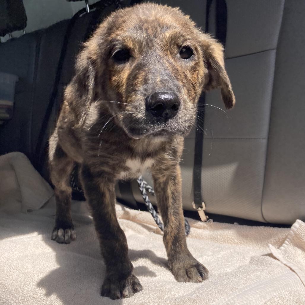 Jenelle, a Adoptable Mountain Cur in Beaumont, TX image 2/2