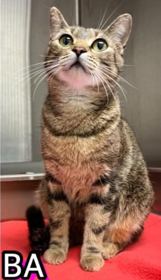 Ba, a Adoptable Domestic Short Hair in Warner Robins, GA image 1/2